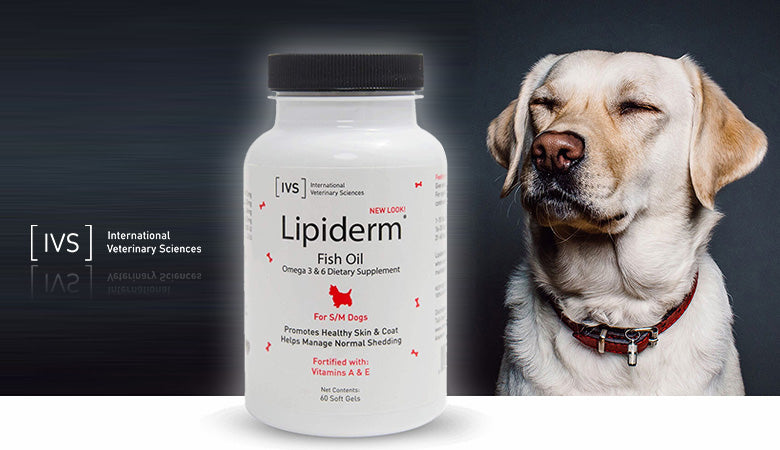 Vitamins shops dogs need