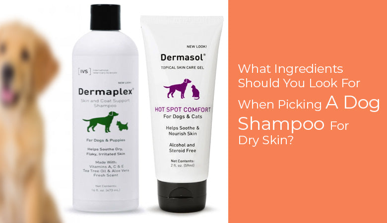 What to Look for in Dog Shampoo? Ultimate Guide & Tips