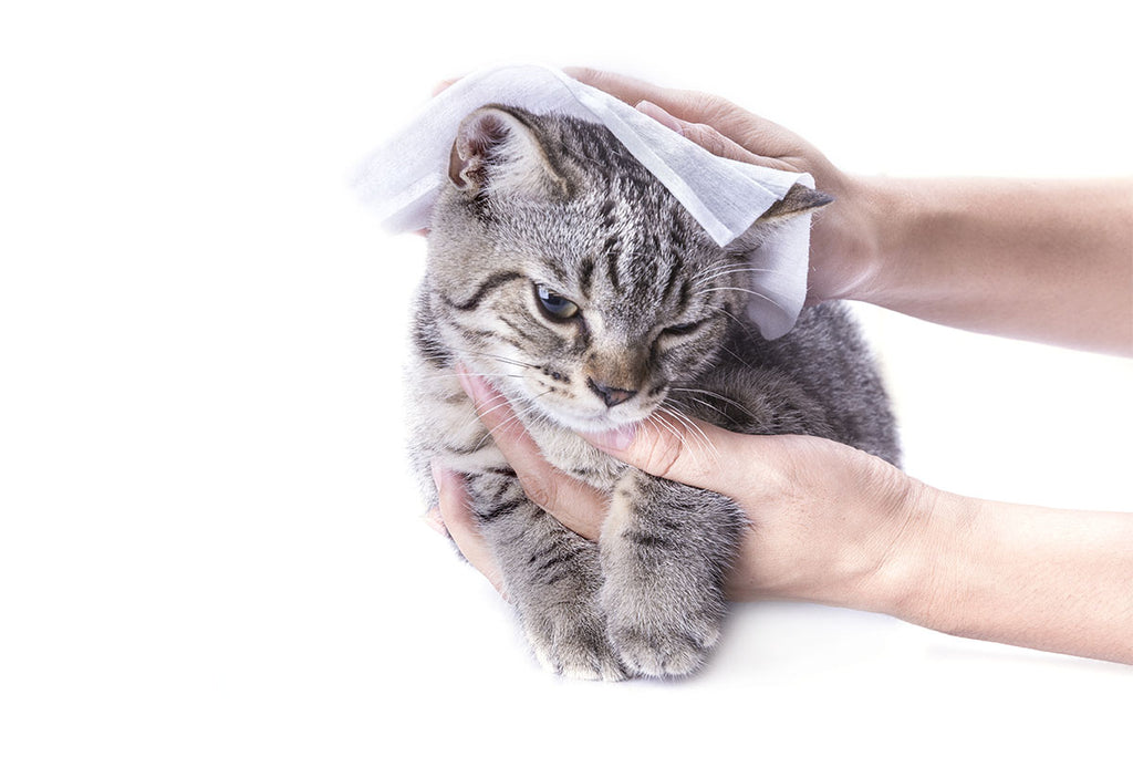 Wet wipes shop safe for cats