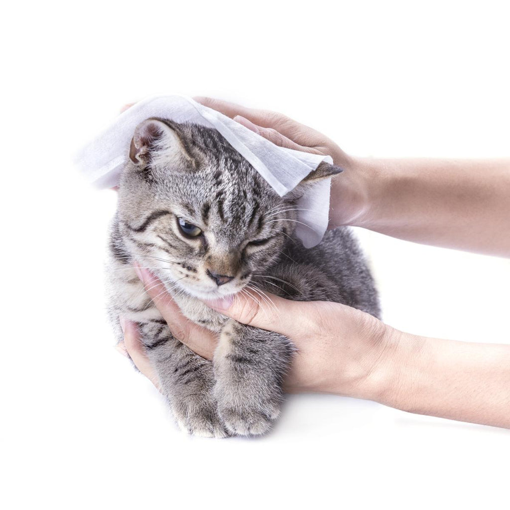 Baby wipes clearance for kittens