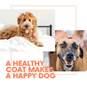 Lipiderm healthy skin & Coat for dogs